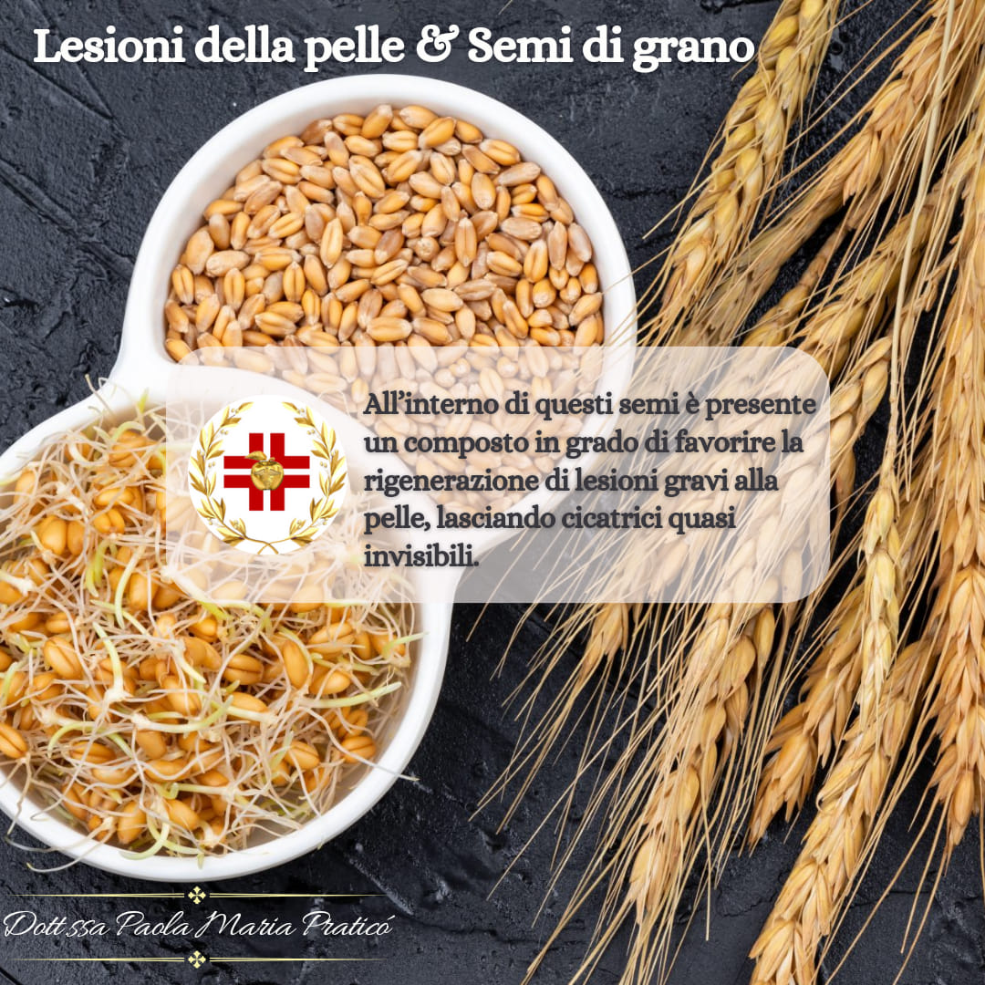 Il grano: un alleato inaspettato nella cura delle lesioni cutanee croniche